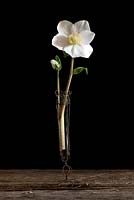 Helleborus niger - Christmas Rose - in a vase