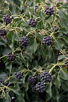 Hedera - Ivy - with berries