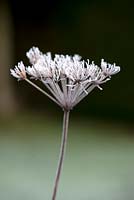 Selinum carvifolia, frosted 