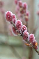 Salix gracilstyla 'Mount Aso' - Pussy Willow