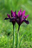 Iris reticulata 'Purple Hill' 