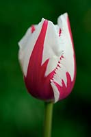 Tulipa 'Flaming Baltic' - Tulip 'Flaming Baltic' 