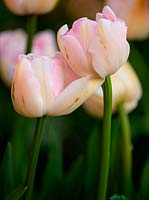 Tulipa 'Angelica' - Tulip 'Angelica'