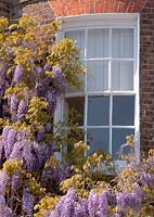 Wisteria sinensis growing around a rounded window on an old house in London, UK. 