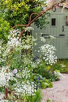 Ammi majus growing next to rusted metal archway with view to country garden and shed beyond. The Naturecraft Garden - Hampton Court Flower Festival 2019 