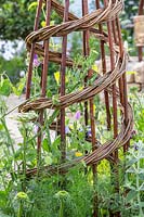 Handmade woven willow obelisk with Lathyrus odoratus - Sweet Peas. The Naturecraft Garden - Hampton Court Flower Festival 2019 