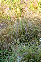 Anemanthele lessoniana - Pheasant's tail grass 