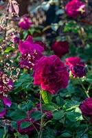 Rosa 'Darcy Bussell' - Rose 'Darcy Bussell'