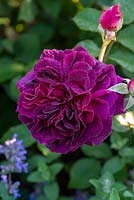 Rosa 'Munstead Wood' - Rose 'Munstead Wood'