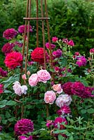 Metal obelisk surrounded by a mix of roses including 'L D Braithwaite', 'Darcy Bussell', 'Munstead Wood' and climbing pink 'Strawberry Hill'. 