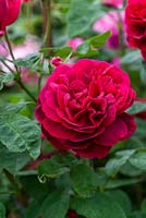 Rosa 'L D Braithwaite' - Rose 'L D Braithwaite'