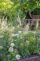 Naturalistic border. Planting includes Veronicastrum virg. Album, Digitalis 'Alba',  Geranium Rozanne, Astrantia major and Cenolophium denudatum. Stop and Pause Garden, Hampton Court Flower Festival, 2019. 