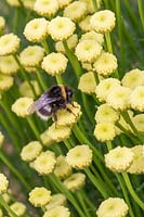 Bumble bee on Santolina pinnata subsp. neapolitana 'Edward Bowles'