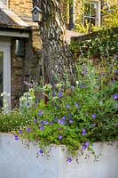 Silver birch underplanted with Agapanthus with Geranium and Erigeron 