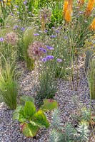 Drought resistant gravel garden including Eremurus x isabellinus 'Pinokkio', Allium cristophii, Catananche caerulea and Stipa tenuissima. Beth Chatto: The Drought Resistant Garden, Hampton Court Flower Festival, 2019.
