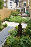 Small modern London garden, with Dicksonia antarctica by Earth Designs. 