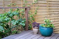 Wooden decking with pots and climbing Trachelospermum jasminoides - Star Jasmine growing up fence in small, London garden. By Earth Designs. 
