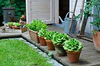 Row of container-grown salad crops stand on decking outside garden shed. 