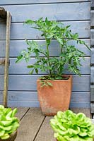 Tomato plant growing in tall terracotta pot on terrace by shed. 
