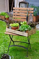 Lettuce in different container in a box on a chair, on a lawn in a garden