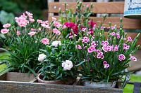 Mixed Dianthus planted in small pots in a wooden box 
