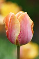 Tulipa 'Indian Summer' - Tulip 'Indian Summer'