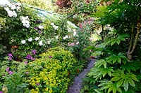 A narrow path between borders leading to an arch, plants: Euphorbia oblongata, Geranium psilostemon, Clematis and climbing Rosa 'Iceberg' and on the right Fatsia japonica