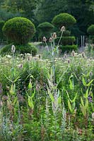View of the topiary meadow at Malverleys in late summer, with seedheads of teasels as well as Centurea nigra. Clipped yew in the background. 