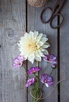 Dahlia 'Cafe au Lait' and Cosmos 'Sweet Kisses' tied together with string.
