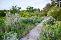 View along path of reclaimed York stone, bordered on the left with Ferula communis and Lupinus arboreus - Tree Lupin, on the right Phlomis and more tree lupin 