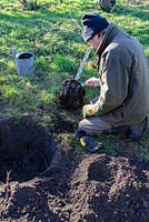 Man planting Mespilus germanica 'Royal' - Medlar tree in January.
