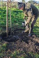 Planting a Mespilus germanica 'Royal' - Medlar - tree, adding fertiliser to soil
