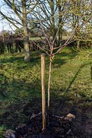 Planted Mespilus germanica 'Royal' - Medlar tree with stake in January.
