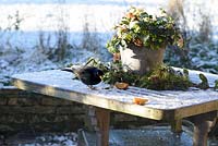 Turdus merula - Male blackbird on a garden table with frost and snow in January. 