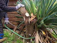 Man cutting back overgrown yucca variegata. 