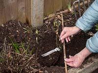 Woman planting bare root rose and measuring depth with a stick. 
