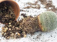 Separating healthy cactus from rotten portion.