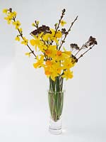 Flower arrangement with Narcissus, Sedum seedheads and forsythia stems.  