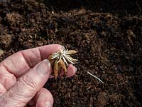 Roots and shoots emerging on soaked ranunculus tubers. Pot on or plant out in spring.
