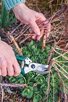 Woman using secateurs to cut back Hylotelephium Herbstfreude Group 'Herbstfreude' - Stonecrop 'Herbstfreude' syn. Sedum 'Autumn Joy' in Spring. 