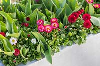Galvanised container with emerging tulips and flowering Bellis perennis 'Carpet' in Spring.