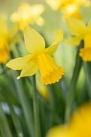 Narcissus - Miniature Daffodils 'February Gold' flowering in Spring