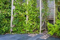 Decorative screens support climbing Trachelospermum jasminoides  in modern Garden in North London by Earth Designs.
