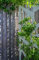 Decorative screen supports climbing Trachelospermum jasminoides in modern Garden in North London by Earth Designs.
