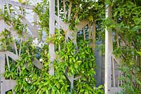Decorative screens support climbing Trachelospermum jasminoides in modern Garden in North London by Earth Designs.