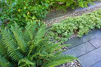 Pachysandra terminalis 'Silver Edge' and fern grow among black limestone paving slabs and Japanese polished pebbles in modern north London Garden by Earth Designs.