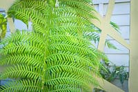 Dicksonia antarctica - Tree fern
