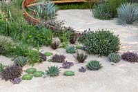 View of desert-like sand path surrounded by Yucca rostrata, Dasylirion wheeleri and Echeveria 'Duchess of Nuremberg'. The Winton Beauty of Mathematics Garden. The RHS Chelsea Flower Show, 2016. Sponsor: Winton. 