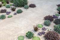View of desert-like sand path surrounded by Yucca rostrata, Dasylirion wheeleri and Echeveria 'Duchess of Nuremberg'. The Winton Beauty of Mathematics Garden. The RHS Chelsea Flower Show, 2016. Sponsor: Winton.
