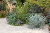 Yucca rostrata. The Winton Beauty of Mathematics Garden. The RHS Chelsea Flower Show, 2016. Sponsor: Winton.